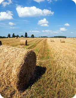 Farm 2
